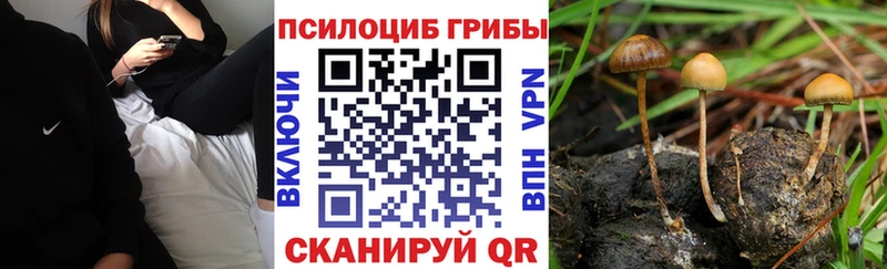 Купить  Дегтярск  Псилоцибиновые грибы Cubensis 